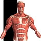 Visual Anatomy